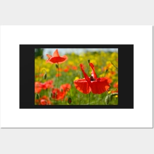 Wild Red Poppies Posters and Art